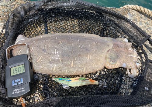 モンゴウイカの釣果