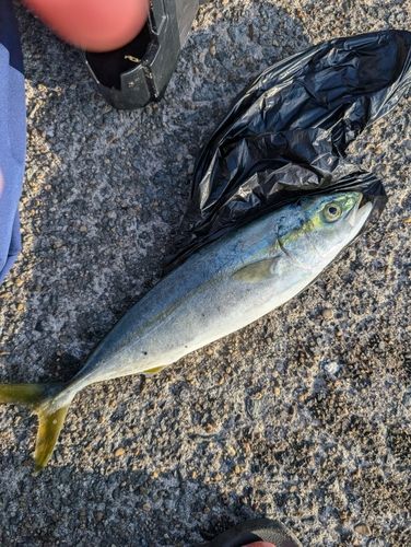 ワカシの釣果