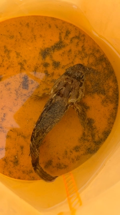 ガシラの釣果