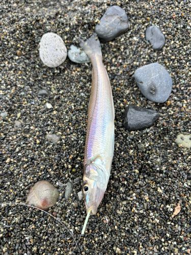 キスの釣果