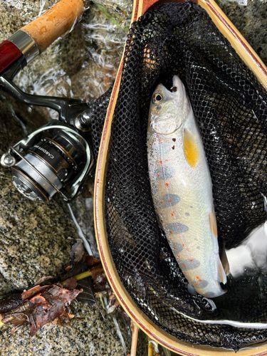 アマゴの釣果