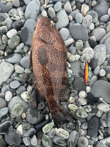 オオモンハタの釣果