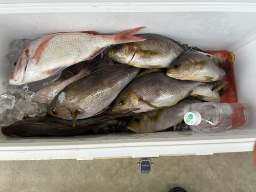 イサキの釣果