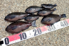 メジナの釣果
