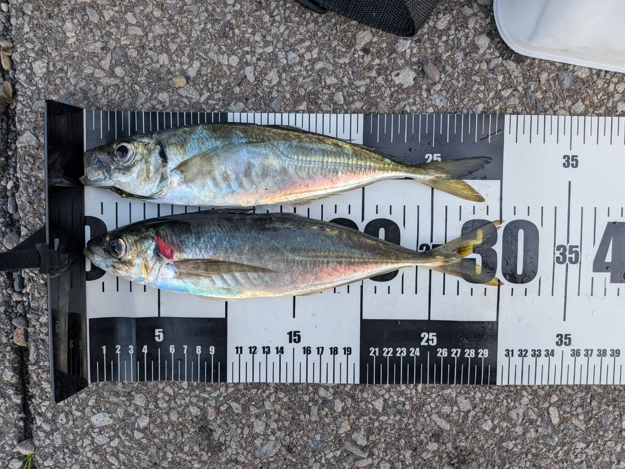 SHIMANO 21セフィア XR S86Mの最安値・インプレ・釣果 | 本音の口コミ