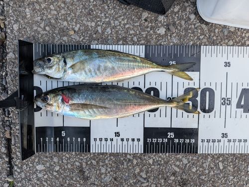アジの釣果