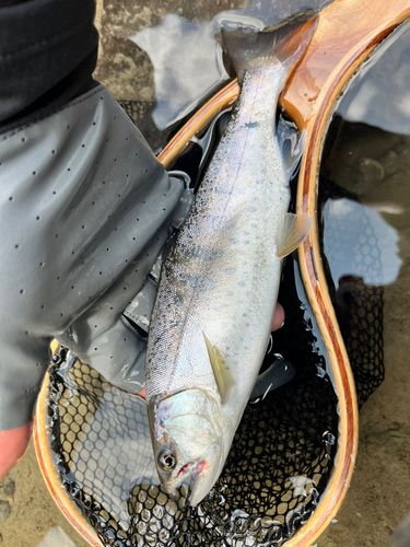 イワナの釣果