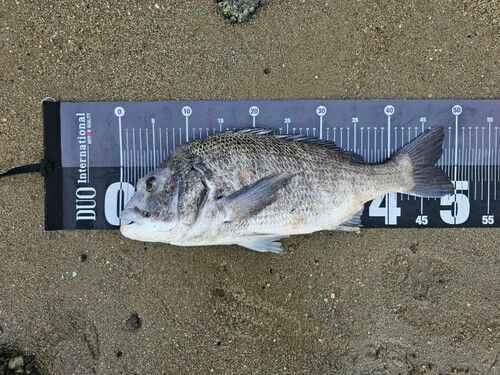 クロダイの釣果