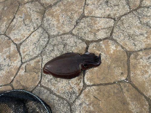 コウイカの釣果