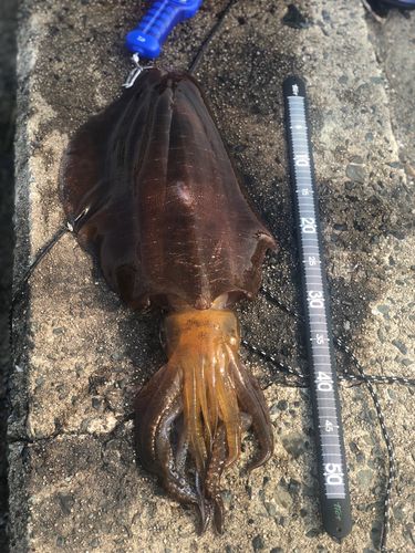 アオリイカの釣果