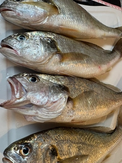 シログチの釣果