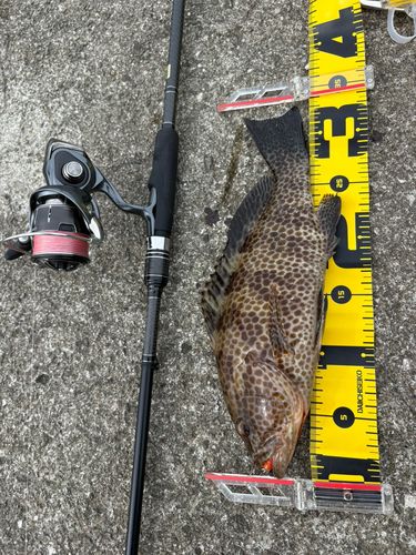 オオモンハタの釣果