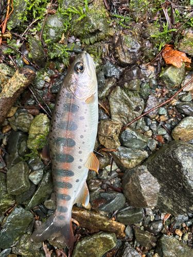 ヤマメの釣果