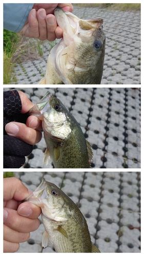 ブラックバスの釣果
