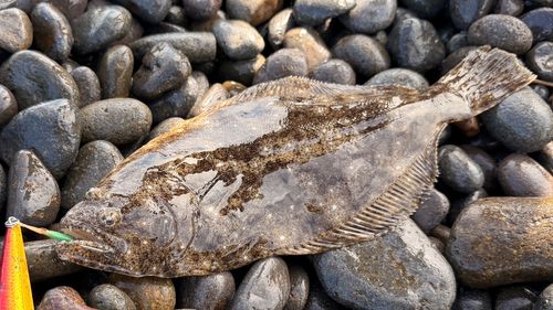 ソゲの釣果