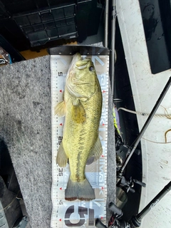 ラージマウスバスの釣果