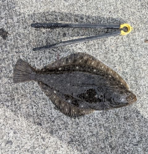 イシモチの釣果