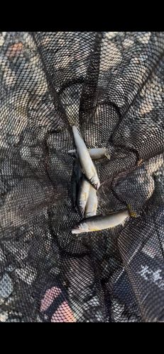 アユの釣果