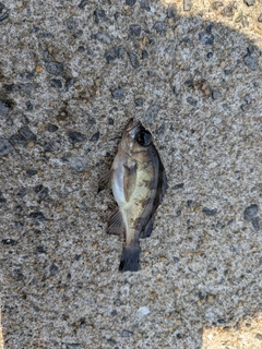 クロメバルの釣果