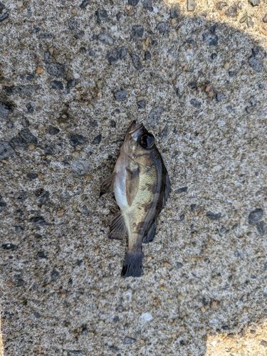 クロメバルの釣果
