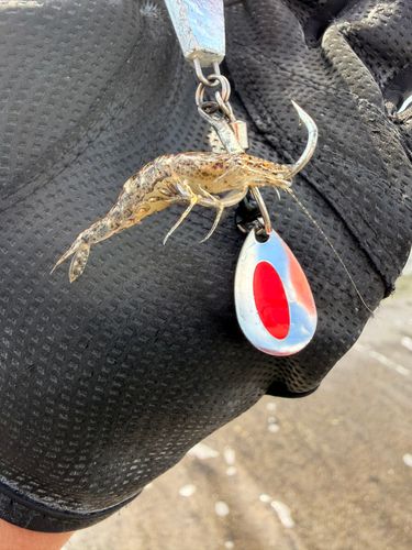 エビの釣果