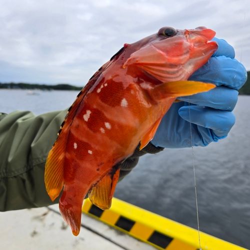 アカハタの釣果