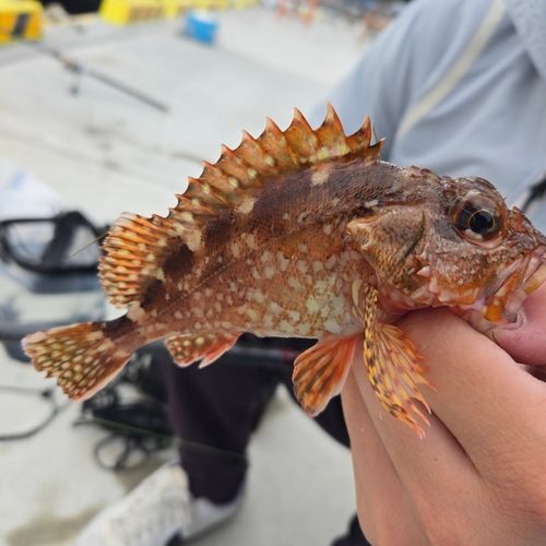 カサゴの釣果