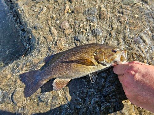 スモールマウスバスの釣果