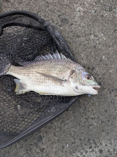 キビレの釣果