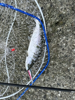 サクラマスの釣果