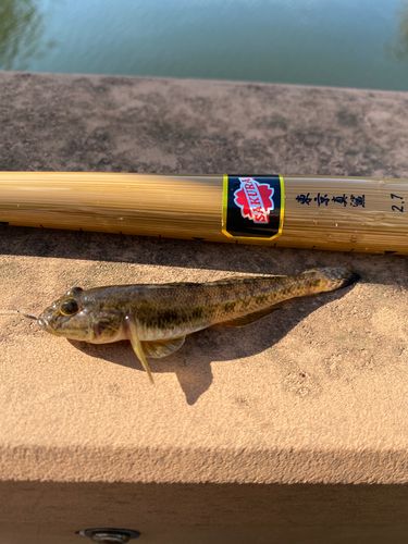 マハゼの釣果