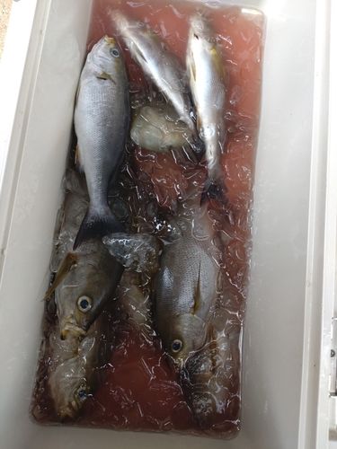 イサキの釣果