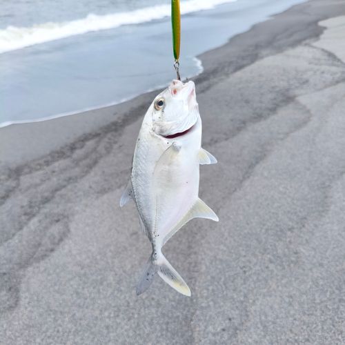 メッキの釣果
