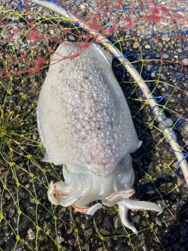コウイカの釣果