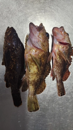 カサゴの釣果