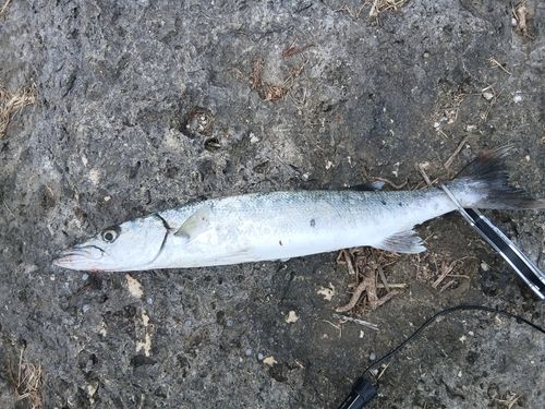 オニカマスの釣果