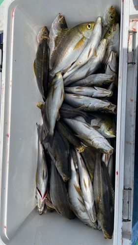 イサキの釣果