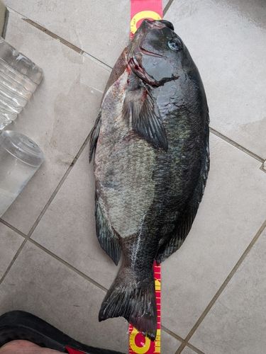 グレの釣果
