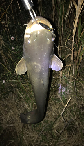 ナマズの釣果