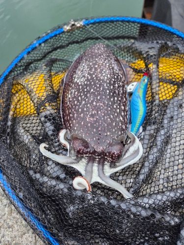 シリヤケイカの釣果