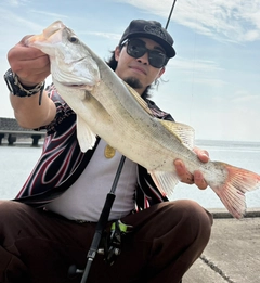 セイゴ（タイリクスズキ）の釣果
