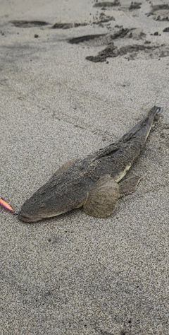 マゴチの釣果