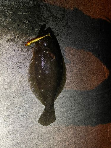 ヒラメの釣果