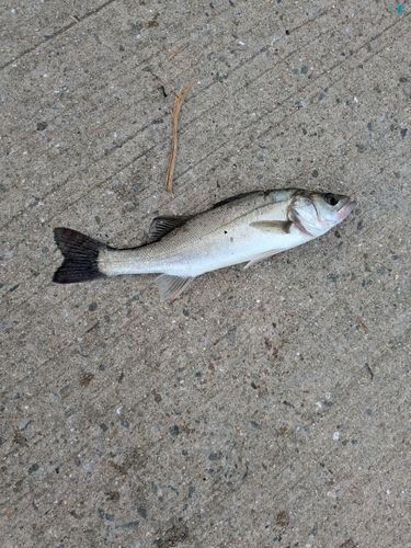 ハネ（マルスズキ）の釣果