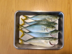 ワカシの釣果