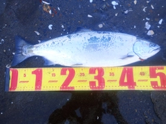 サクラマスの釣果