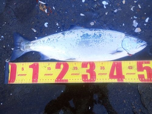 サクラマスの釣果
