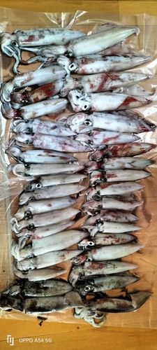 シロイカの釣果