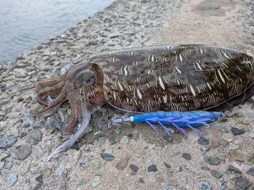 モンゴウイカの釣果