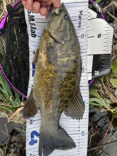 スモールマウスバスの釣果